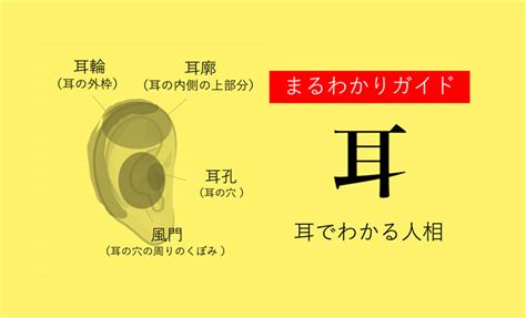 耳形|耳占い！耳たぶや形などで分かる性格【観相学】